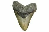 Serrated, Fossil Megalodon Tooth - North Carolina #361678-1